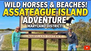 We Found Wild Horses on Assateague Island