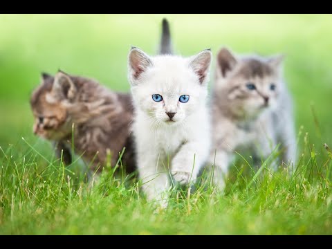 Video: Mačka Burmilla: Opis Pasmine, Priroda I Značajke Sadržaja, Fotografije, Odabir Mačića, Pregledi Vlasnika, Uzgoj Mačaka