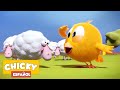 ¿Dónde está Chicky? 2020 | SIESTA | Dibujos Animados Para Niños