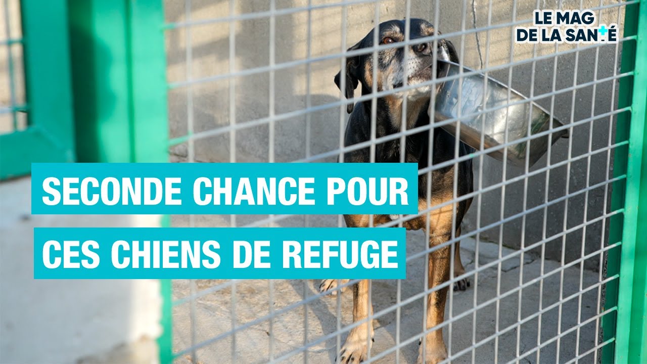 🦮 Sera-t-il adopté ? 5/5 - Allo Docteurs