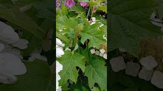 Oakleaf hydrangea/Lavatere d'hyeres