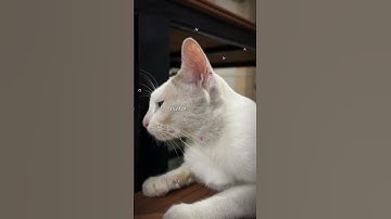 Yêu không sợ Thất tình! Yêu khoa học, chọn tự nhiên. #hcmus #vnuhcmus #qst #football #education