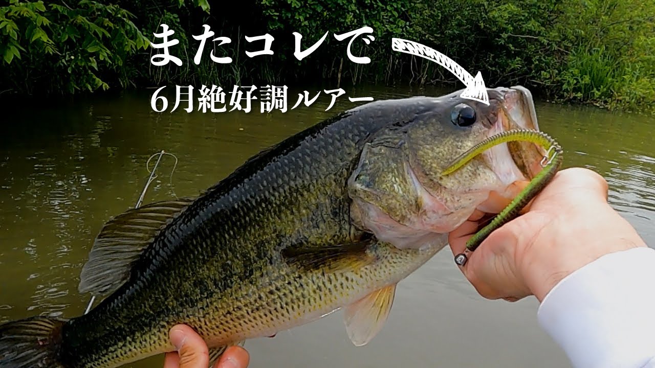 バス釣り Vlog】6月絶好調ルアーでまた良型ヒットして楽しめました