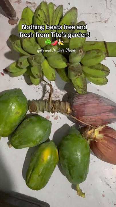 Fresh Harvest from My Tito’s Garden!🌶️☘️ #FreshFromTheGarden #OrganicVibes #FarmToTable #FYPシ #fyp