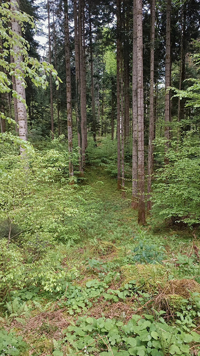 Music by Yevhen Onoychenko: Wings of Hope from Pixabay. #woods #walking #natureloverswithshortvideos