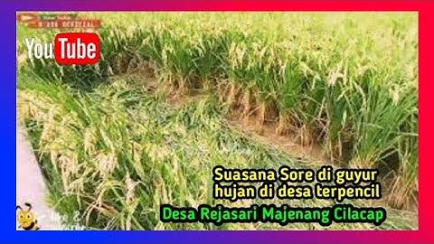 KEINDAHAN ALAM PESAWAHAN ⁉️ suasana sore sedang guyur hujan ‼️ tanaman padi menguning