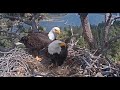 Woosh  what a day to be eagles in big bear jackie  shadow  april 26 2024