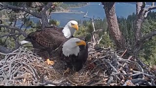 Woosh  What a Day to be Eagles in Big Bear Jackie & Shadow  April 26, 2024