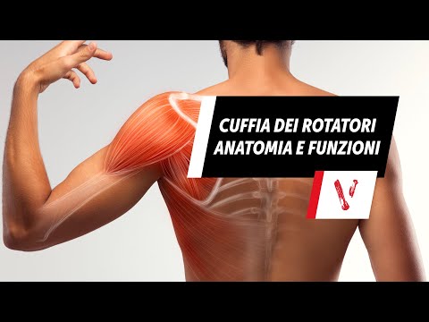 Cuffia dei rotatori: anatomia e funzioni