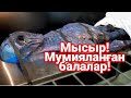 Мысыр!   Мумияланған балалар #tylsimdunie#тылсымдүние#тылсымдуние