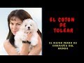 Coton de Tulear の動画、YouTube動画。