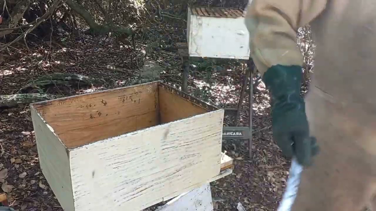 Melhor Método Para Achar a Abelha Rainha!