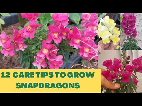 Βίντεο: Container Grown Snapdragons: How To Grow Snapdragon In A Pot