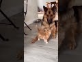 니가 너무 귀여워 #귀여운 #귀여운순간 #사랑해 #고양이 #강아지 #강아지일상 #강아지쇼츠