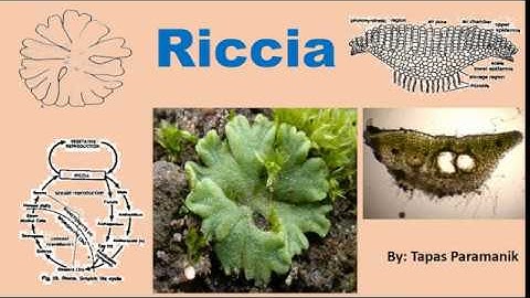 Riccia