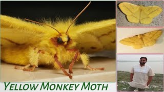 হলুদ বানর মথ | Yellow monkey moth