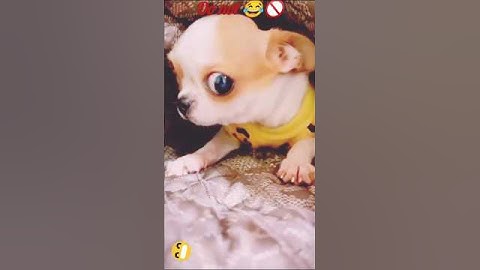 😹 Cat’s Reaction Will Make You LOL | Funny Cat Shorts #shortvideo #catvideos #funnycats