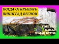 Когда открывать ВИНОГРАД весной. Когда снимать зимнее укрытие с винограда весной. Виноградарство.