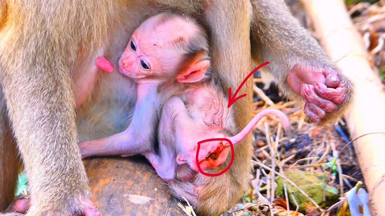 Emotional Scene — Newborn Baby Monkey Needs Care, Mama Never Leaves.