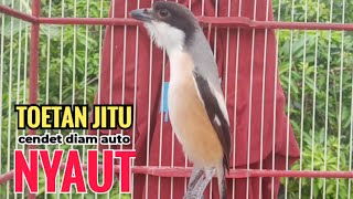 toet toet Suara cendet gacor Pagi Hari pancingan jitu BIKIN cendet diam langsung nyaut ikutan bunyi