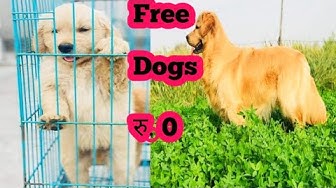 Freedogadoption Youtube
