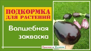 Подкормка из кухонных отходов для сада и огорода- Волшебная закваска