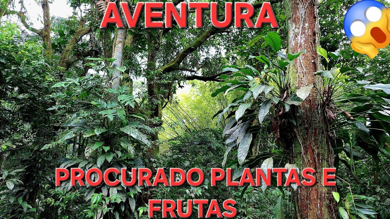 Como fazer para encontrar lindas plantas  #plantas #natureza #cafe #garden #plants 