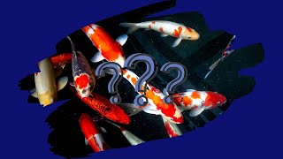Koi Fish How Long Do They Live -Full Guide