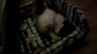 Shih Tzu - Gizmo 2