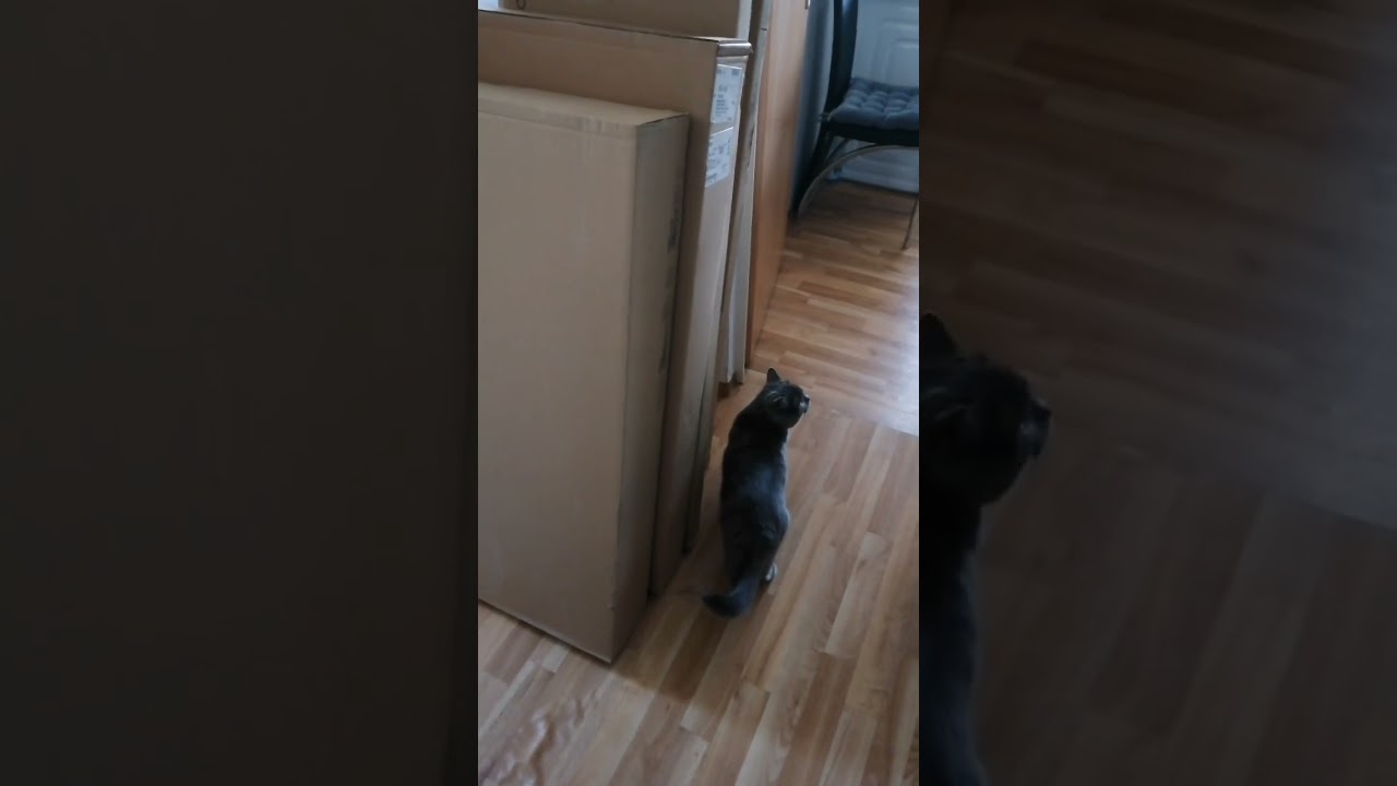 Новая мебель | Котоблог 40 