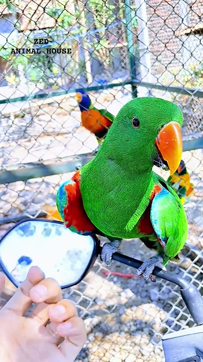 Burung bayan jantan vosmaery #eclectusparrot #birds #parrot #nature #animals