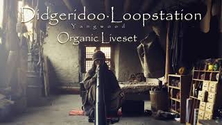 Yangwood | Didgeridoo & Loopstation · Organic Downtempo | Didgeridoo Solo Liveset