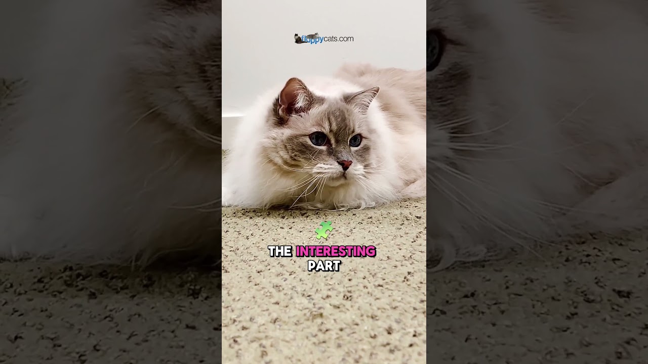 Fur-ever Fun: A Cat's Memory 🐈🎉