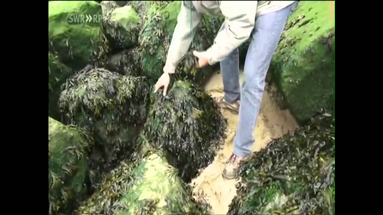 UK AND EUROPE Nuclear Waste Disposal Documentary YouTube