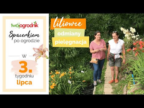 Wideo: Niezwykłe Odmiany Liliowców, Które Ozdobią Ogród Kwiatowy