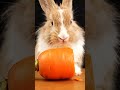 Rabbit Devours Giant Carrot 🥕🐰 Crunch Loop