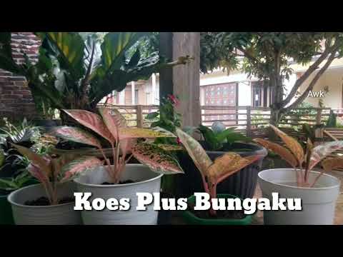 BUNGAKU KOES PLUS