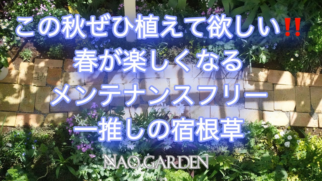 ガーデニングvlog 5月の庭へようこそ ぜひ植えて欲しい 超オススメの植物 集めました 宿根草 ヤマアジサイ 満開の薔薇 May Garden Recommended Plants Youtube