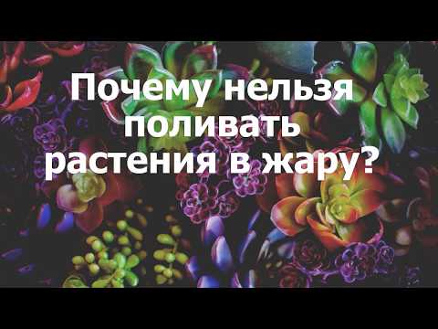 Почему нельзя поливать растения в жару?