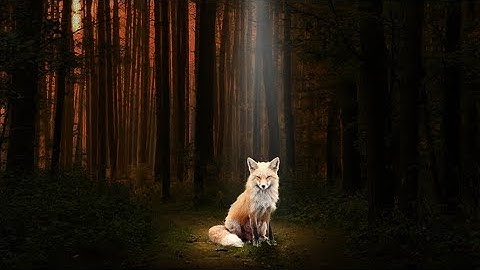 The Fox Photoshop  Manipulation Tutorial #1