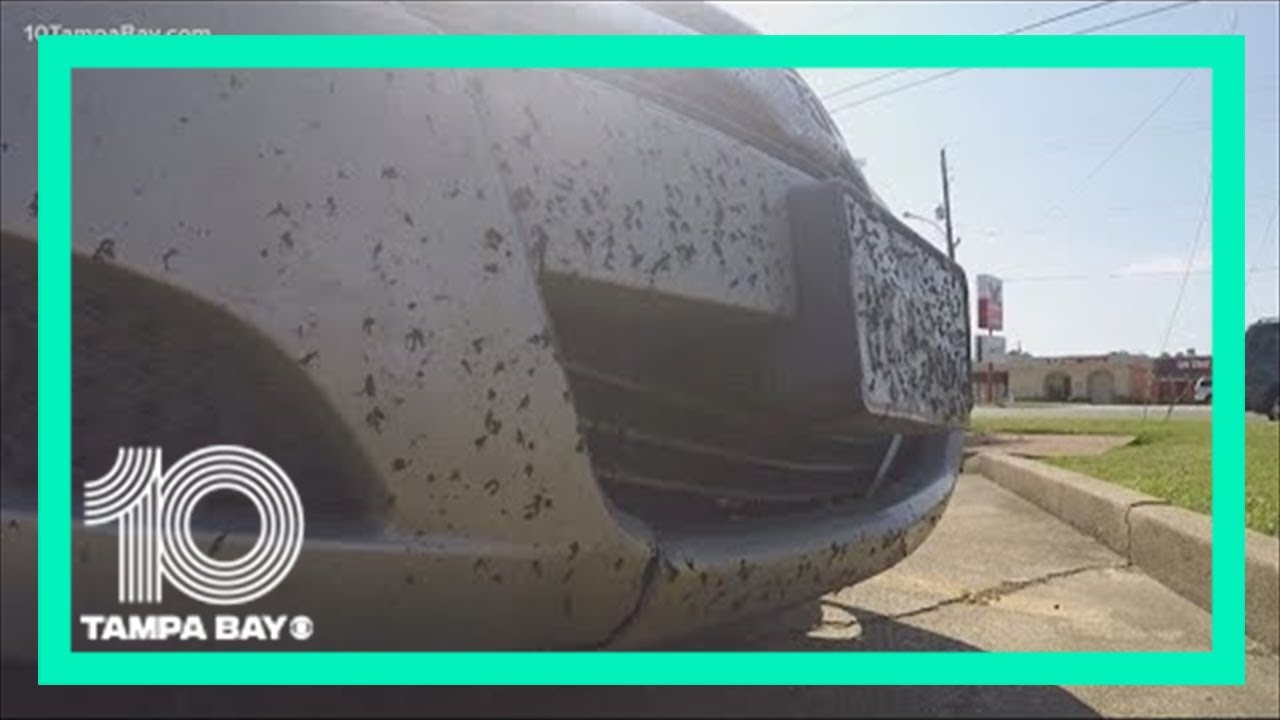 Lovebug season is here: The facts about those pesky insects