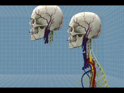 Vídeo: Se Realizó Un Trasplante De Cabeza De Prueba - Vista Alternativa