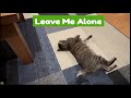 Homesteading with a Cat That Craves Constant Attention