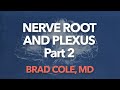 Nerve Roots and Plexus Anatomy part 2