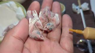 Hand Feeding Baby Birds (White Zebra & Society Finch) 20240505 by Nissan Tseng 3,071 views 8 days ago 4 minutes, 1 second