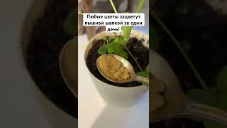 Любые цветы зацветут пышной шапкой за один день! #герань #сад #цветы #огород