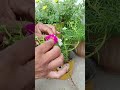 Garmiyon Mein Phool Chahie To 9 O Clock Flower Plant Jarur Lagaen Shorts Garden Plants Short Garmiyon Mein Phool Chahie To 9 O Clock Flower Plant Jarur Lagaen Shorts Garden Plants Short