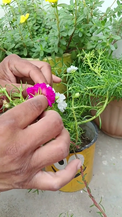 garmiyon mein phool chahie to 9'O clock flower plant jarur lagaen #shorts #garden #plants   #short
