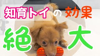 【ドッグフード飽き❓】犬は知育おもちゃで食べる？何分で完食？？【パピチワロイくん】