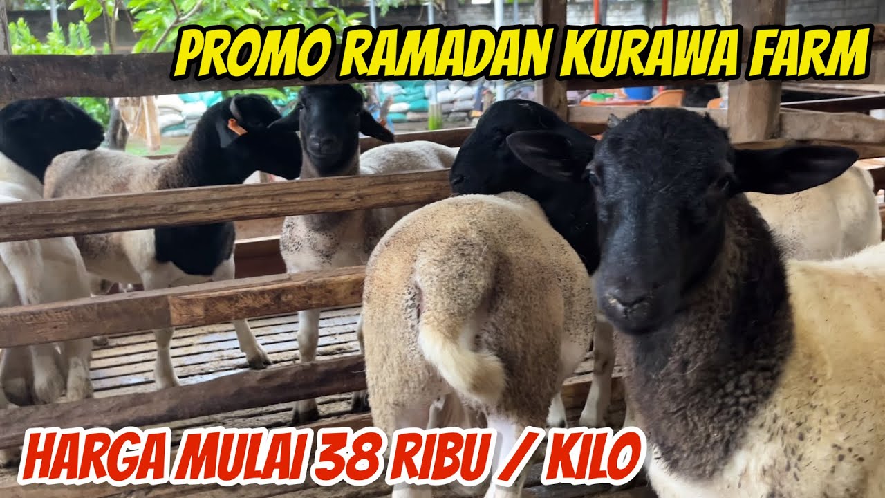 PROMO RAMADHAN GILA! DOMBA DORPER, SUFFOLK , TEXEL MULAI 38 RIBU PERKILO DI KURAWA FARM KEDIRI